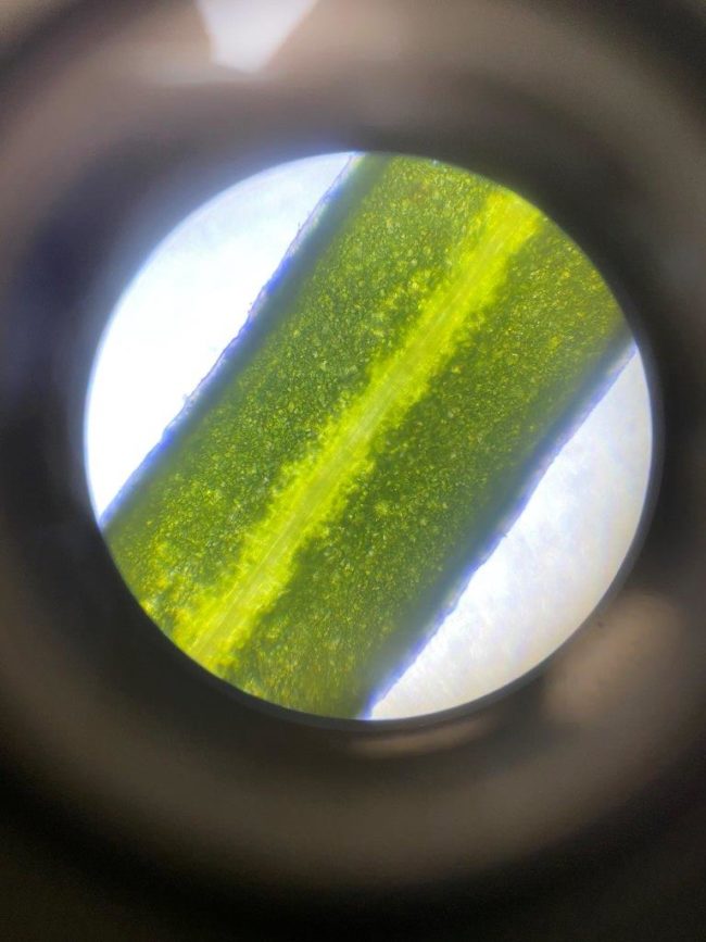 Biologieprojekt 11. Klasse