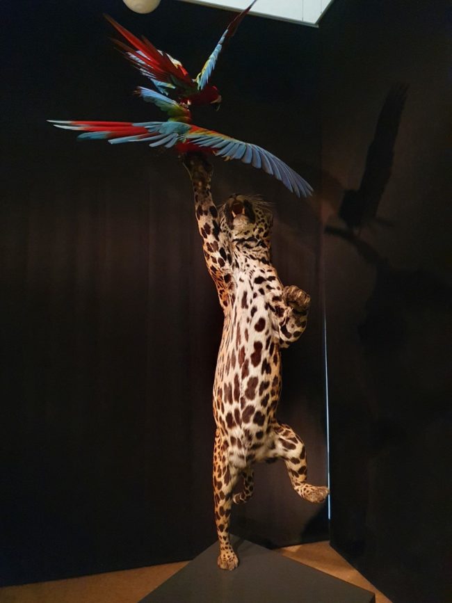Naturkundemuseum 6