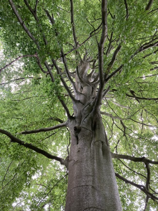 Tiergarten KW