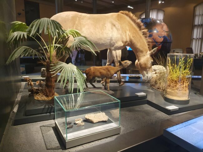 Pferde und Gräser – Gemeinsame Evolution