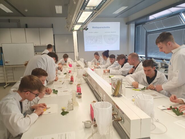 Herstellung von Blattquerschnitten